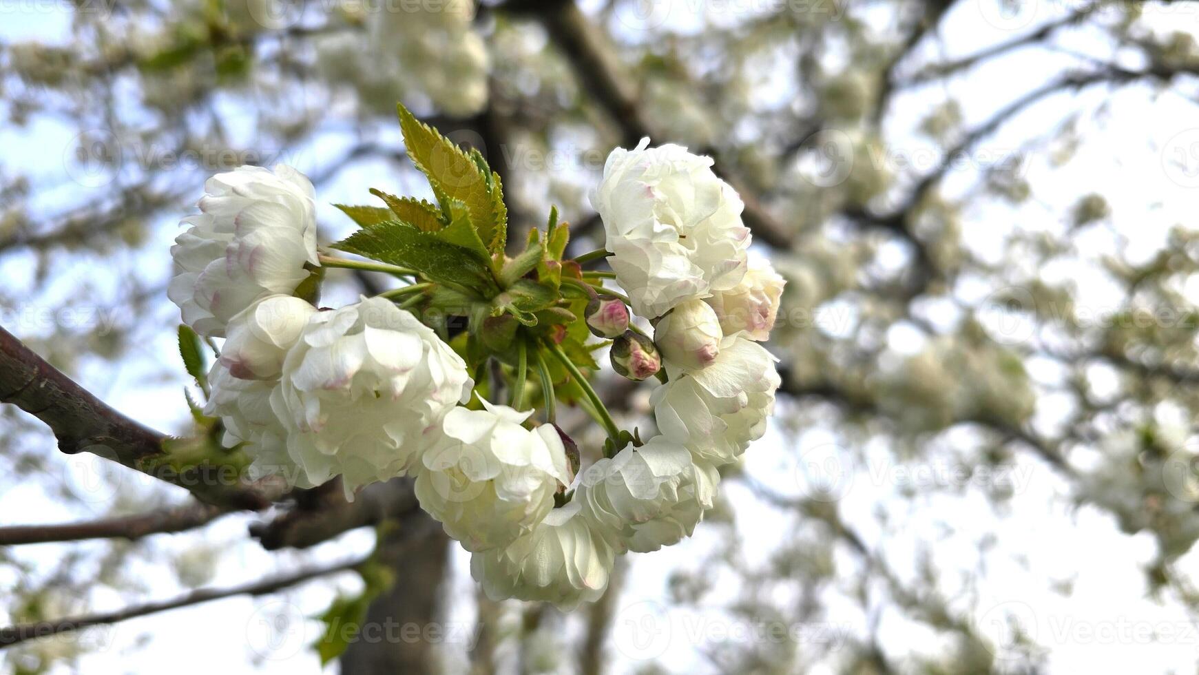 Cluster of white double cherry blossoms blooming on a tree branch in spring. Fresh green leaves and soft focus background create a peaceful natural scene in a park. photo