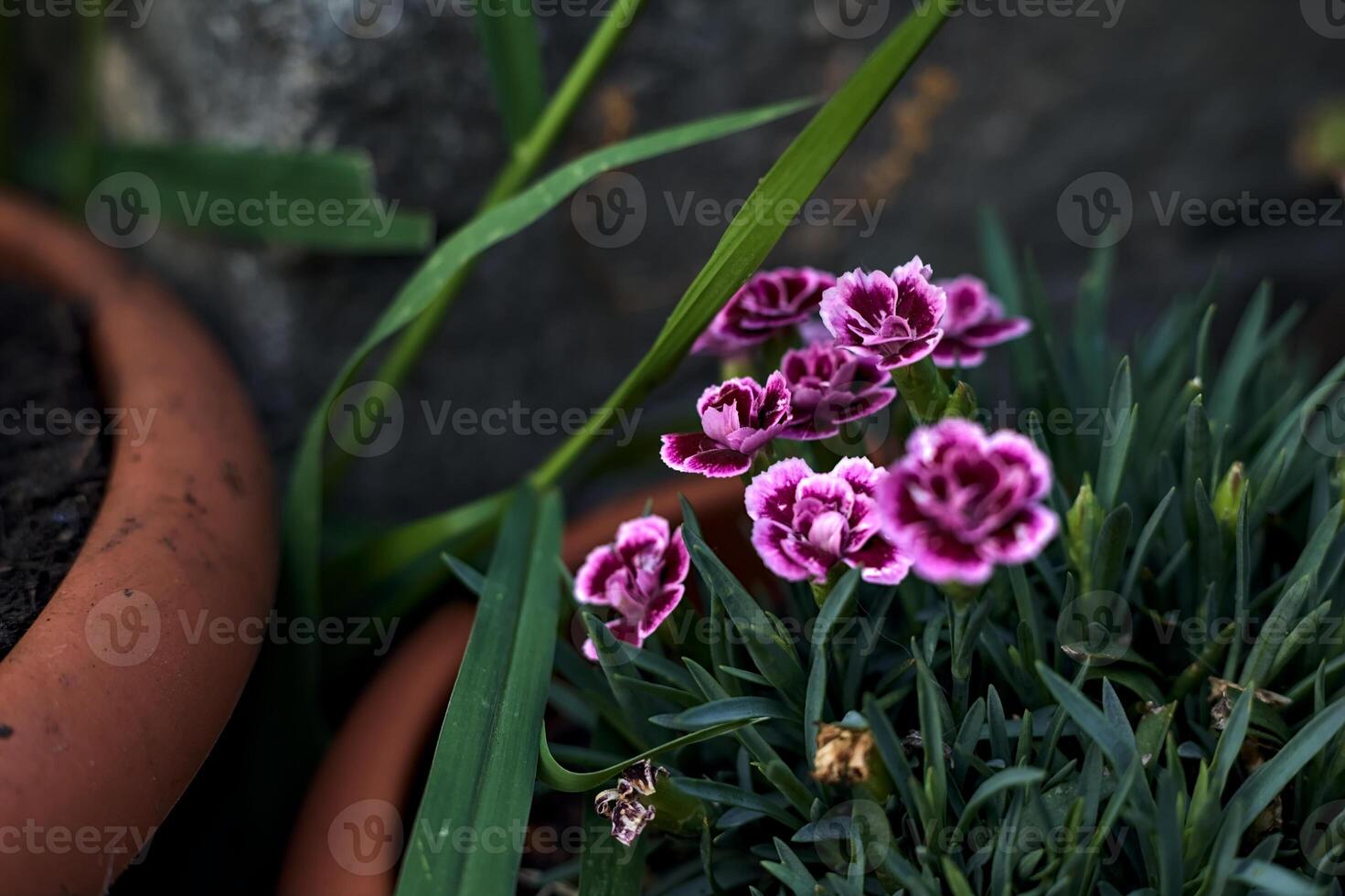 Pink and violet carnations in bloom in a vase seen up close photo