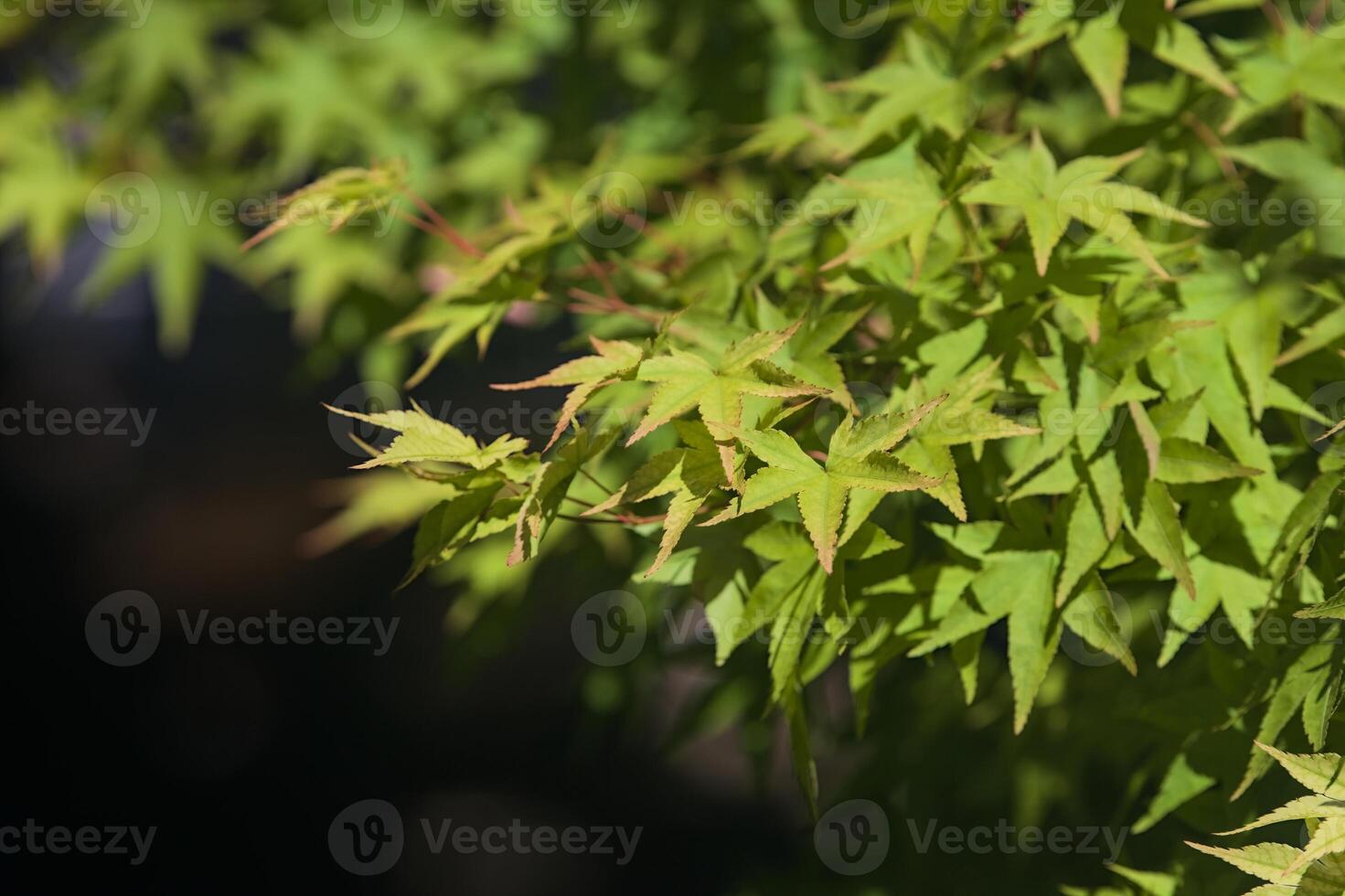 Maple branch lit by the sun photo