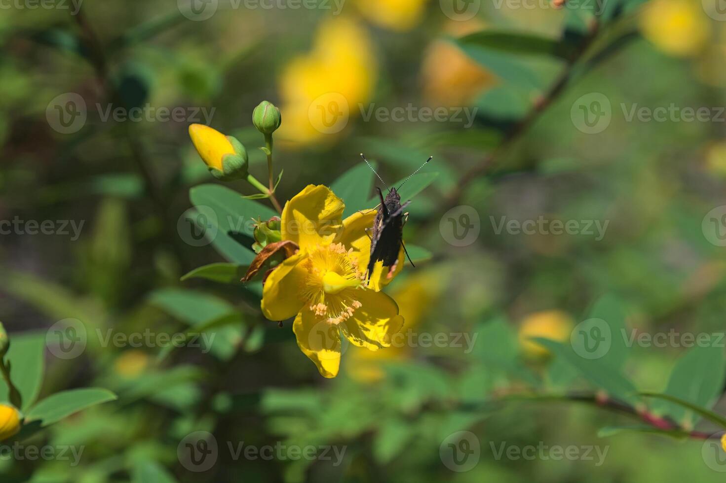 Butterfly on a yellow flower photo