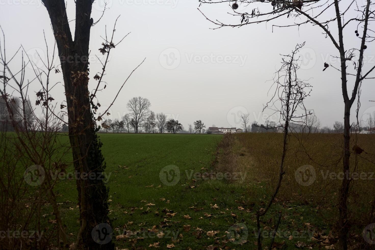 Country house and a forest in the distance framed by trees on a cloudy day photo