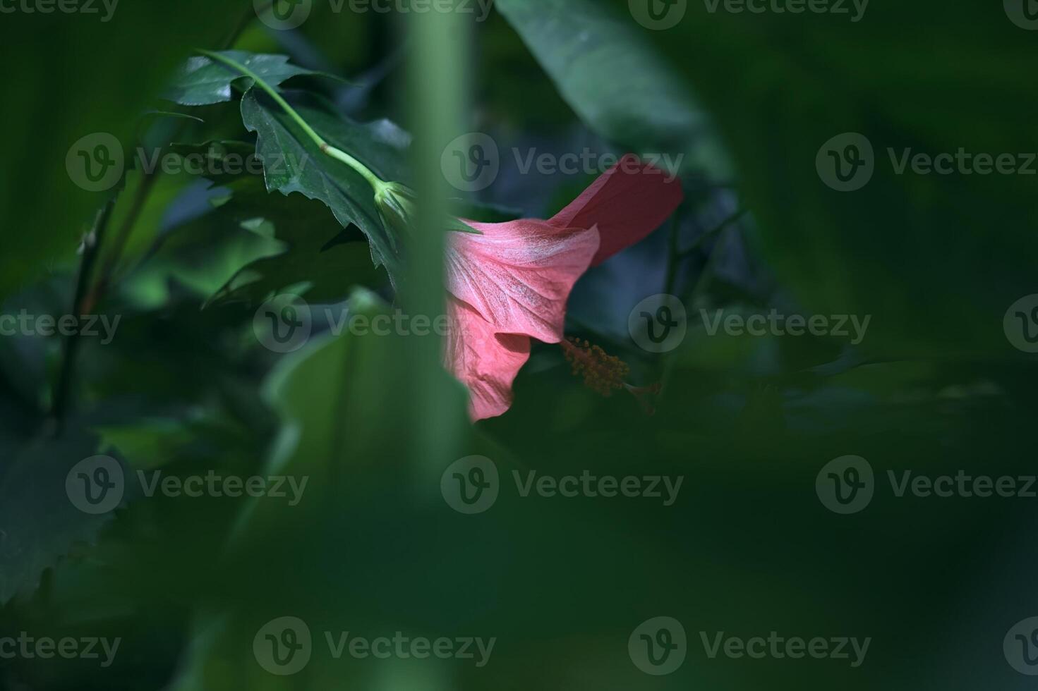 Pink hibiscus rosa sinensis in a garden seen up close photo