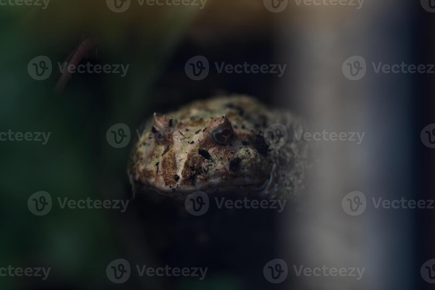 Frog in a terrarium seen up close photo