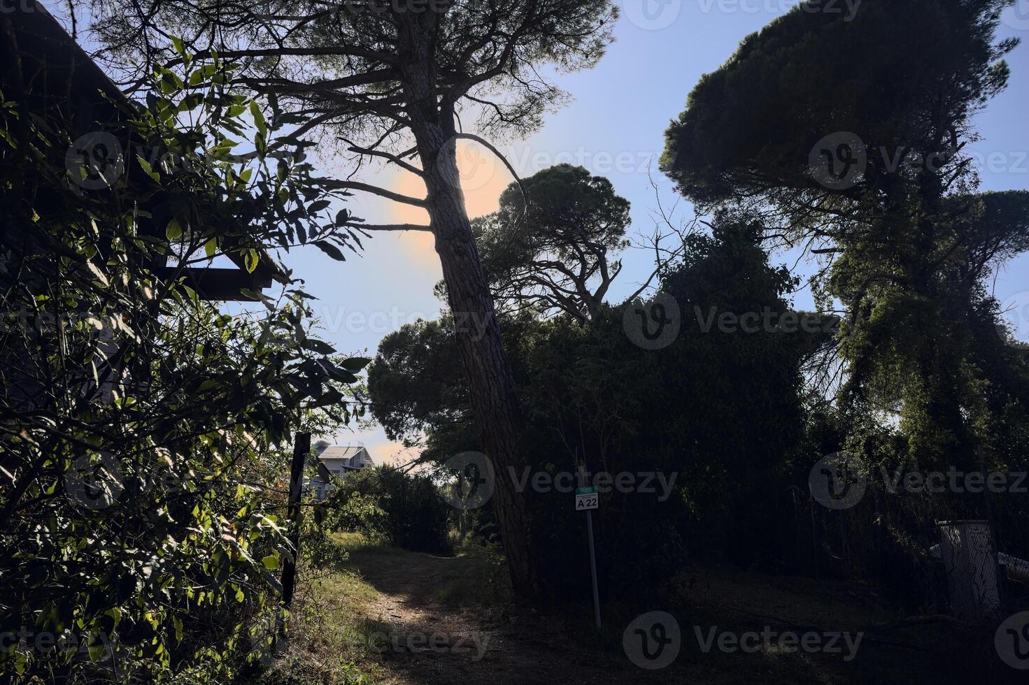 Dirt narrow path in a park by the seaside at sunset photo