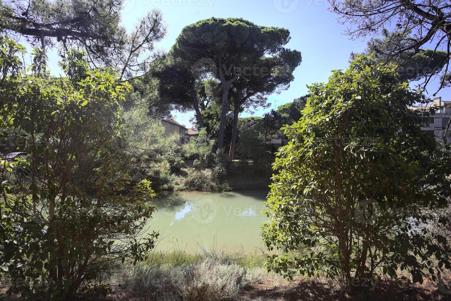 Stream of water flowing through a forest by the seaside framed by bushes photo