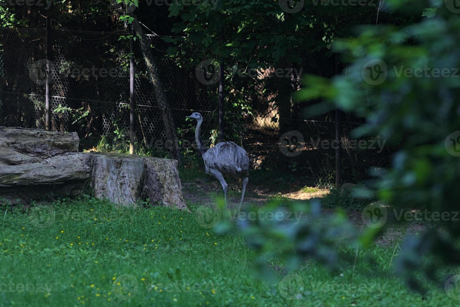 Common rhea in the shade photo
