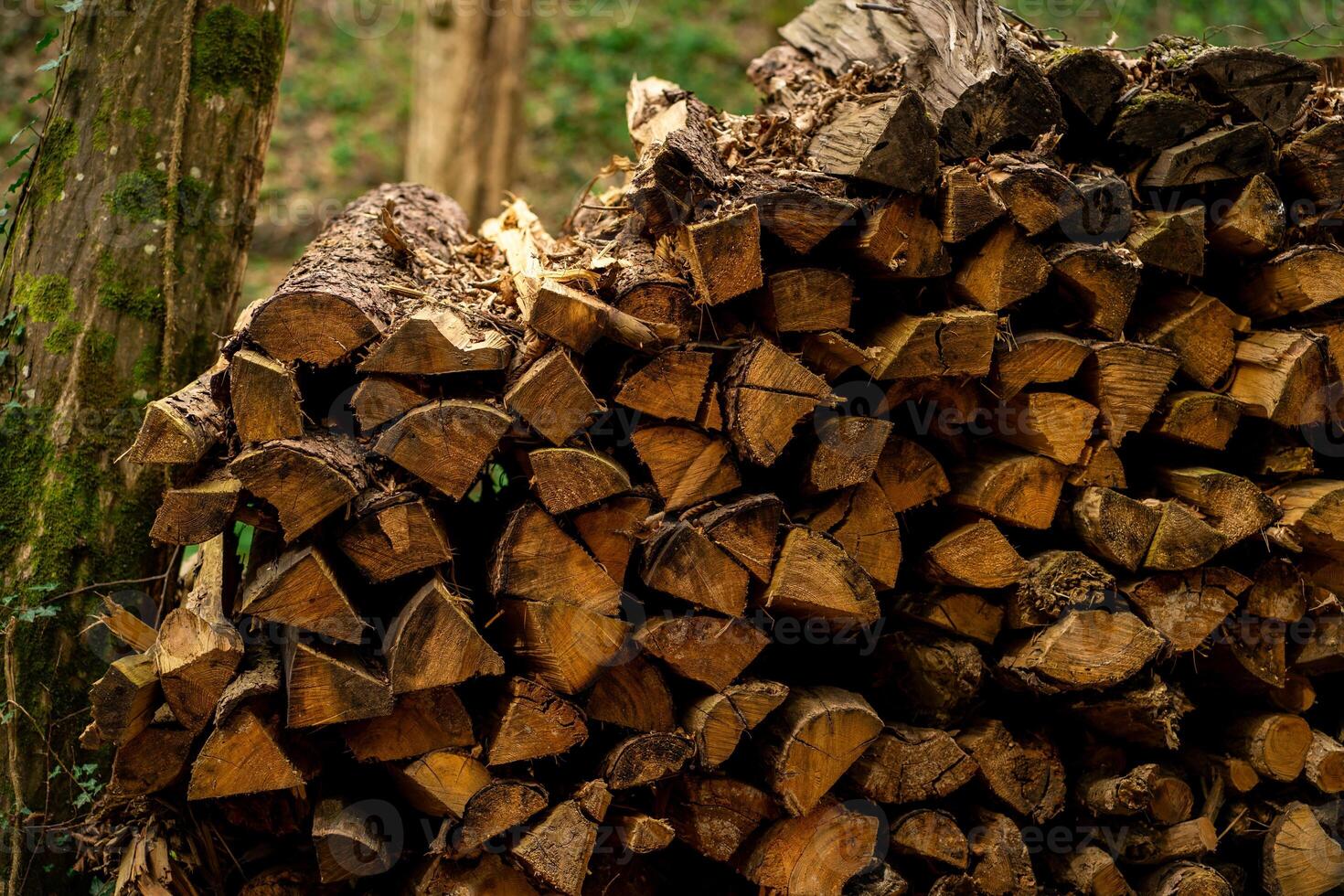 View of firewood stacked on top of each other near the back door of a house photo