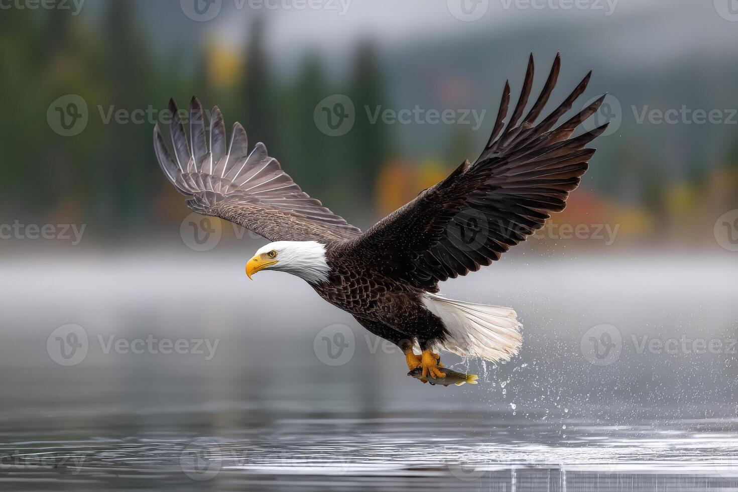 Bald eagle catches fish over a serene lake in the early morning light photo