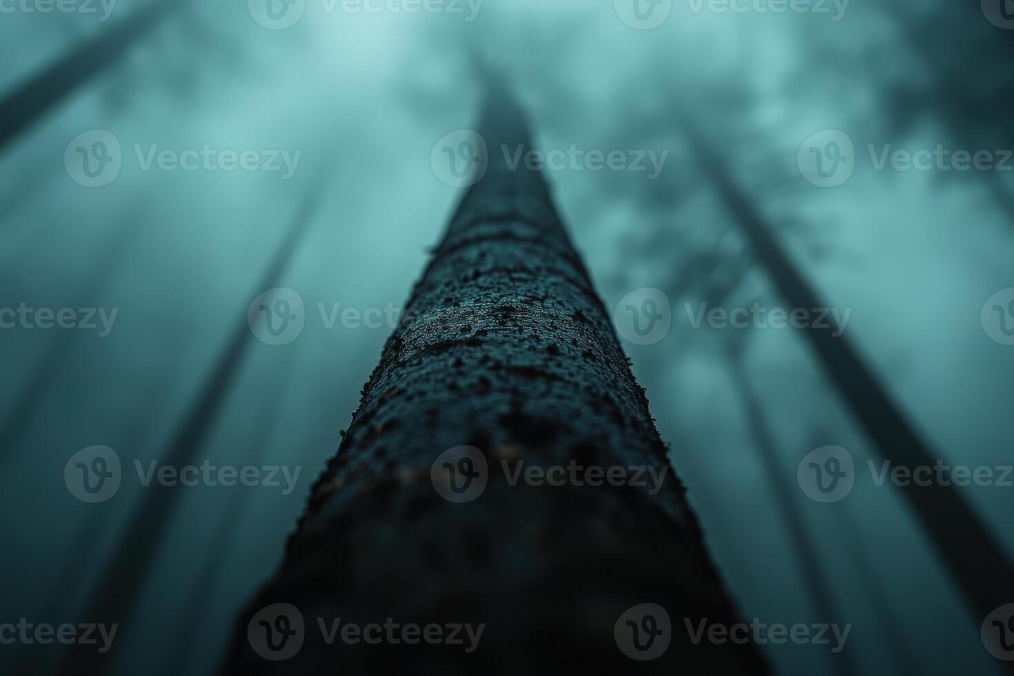 Tall tree reaching toward the foggy sky in a dark, dense forest at dawn photo