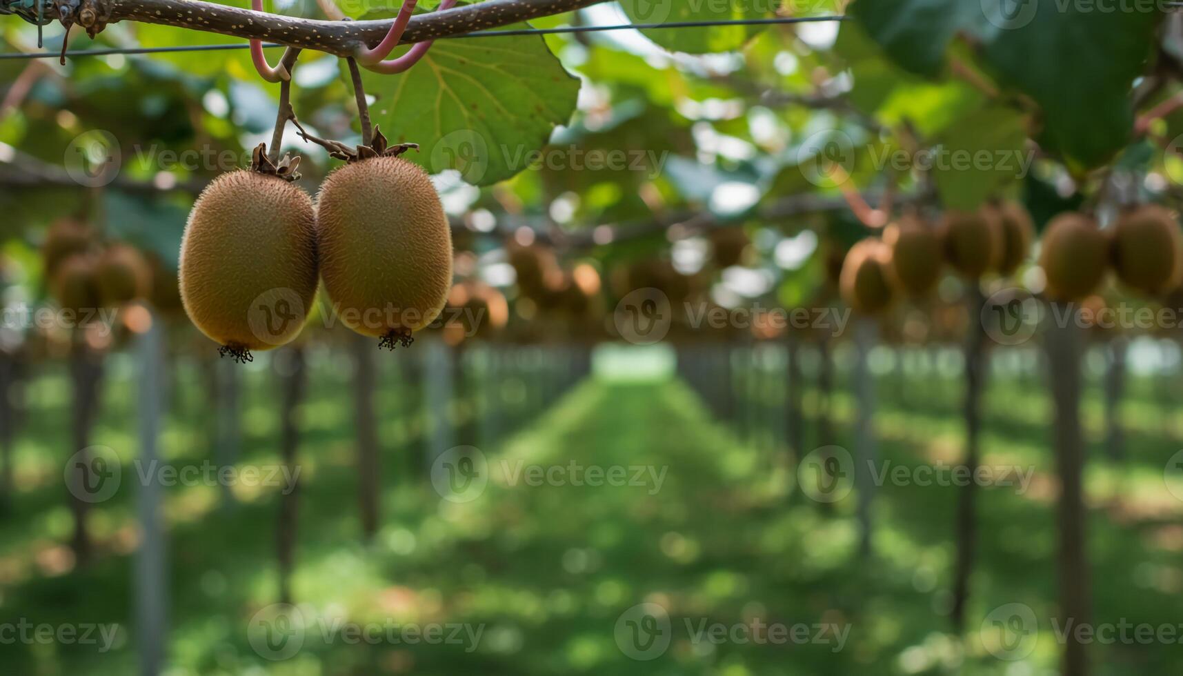 Kiwi orchard with ripe fruits growing on lush vines in a thriving farm setting photo