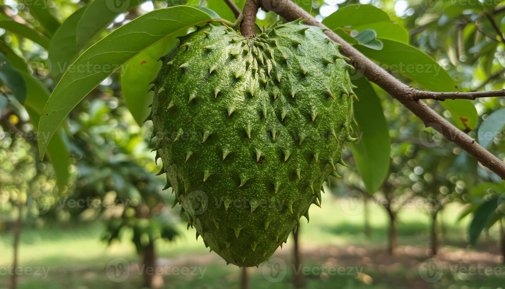 Ripe soursop hanging from tree with textured green spiky skin and lush leaves in tropical natural scenery photo