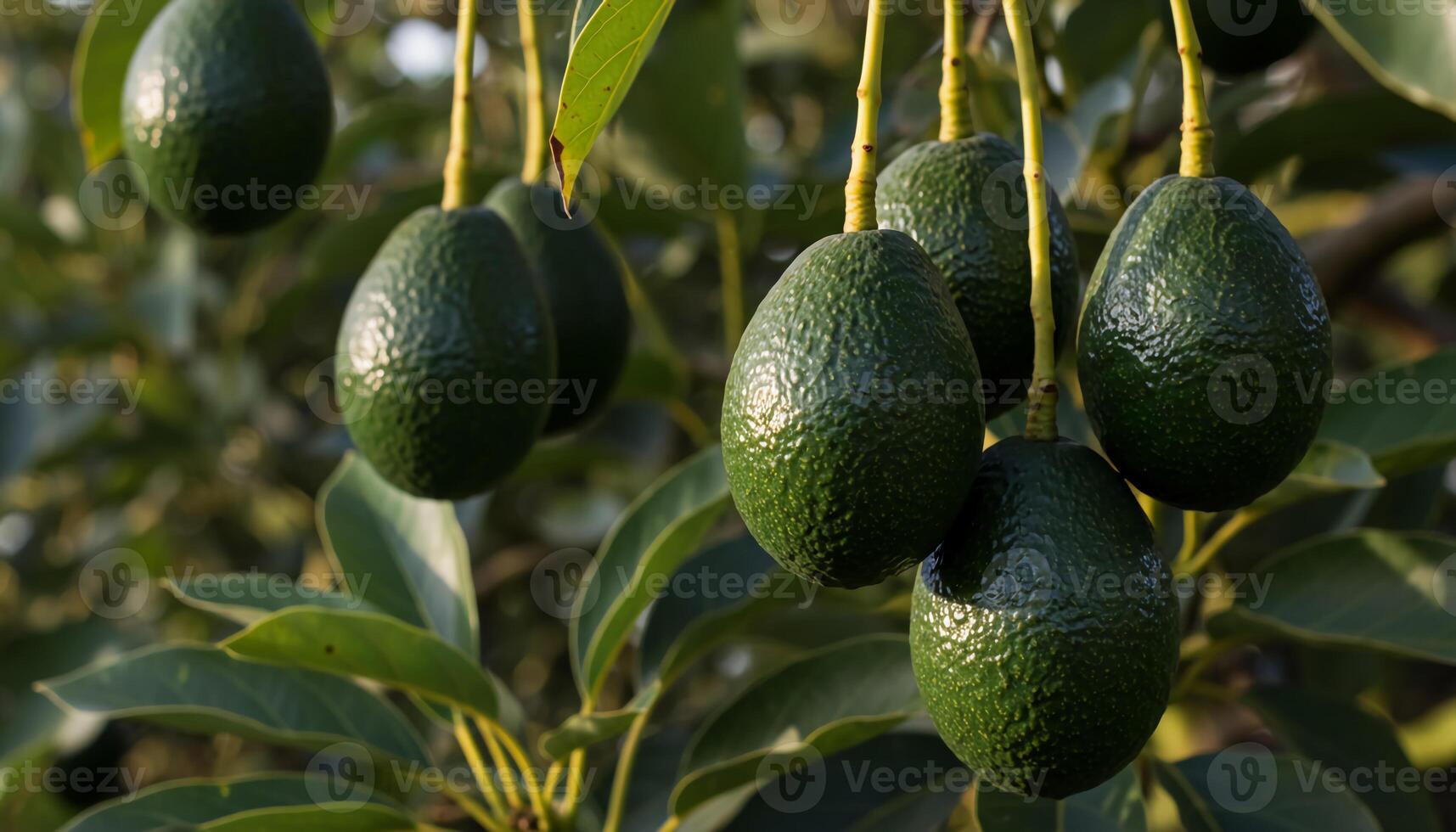 Ripe avocados hanging from tree with dark textured skin and glossy leaves in vibrant organic plantation setting photo