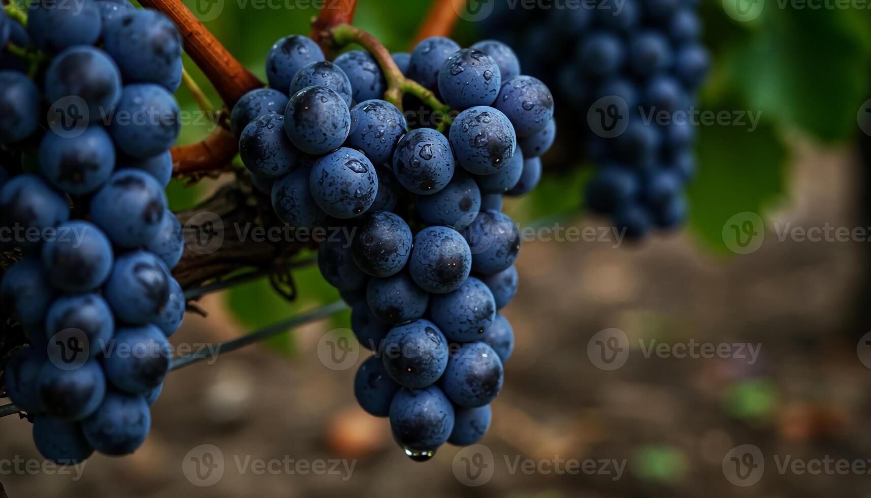 Ripe dark purple grapes hanging from vine with glossy texture and green leaves in vibrant vineyard scenery photo