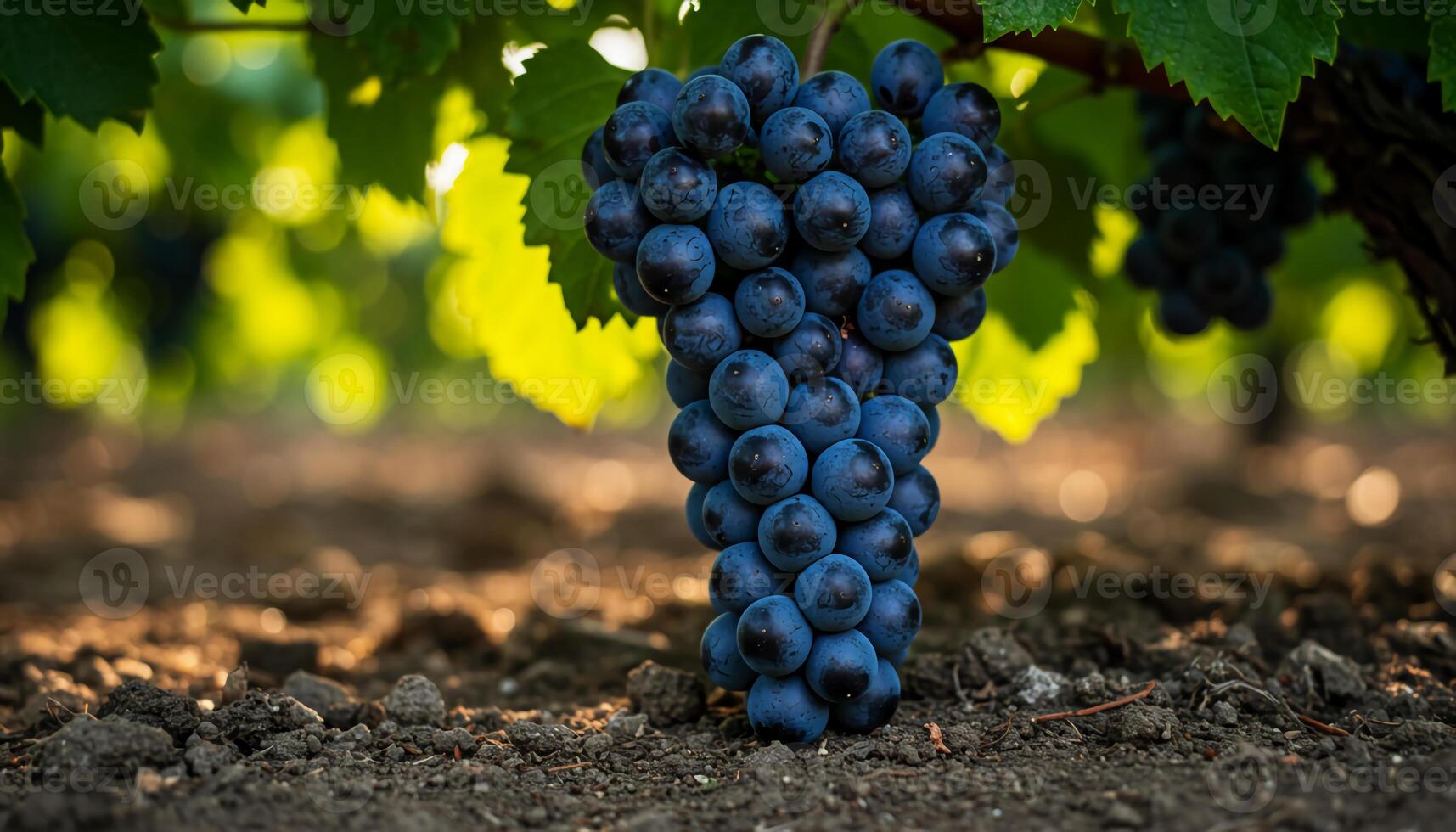 Ripe dark purple grapes hanging from vine surrounded by green leaves in fresh vineyard setting photo