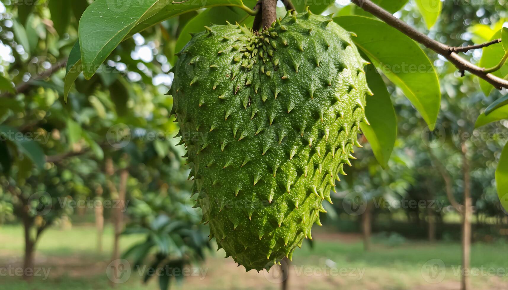 Ripe soursop hanging from tree with green spiky skin and lush leaves in tropical natural setting photo