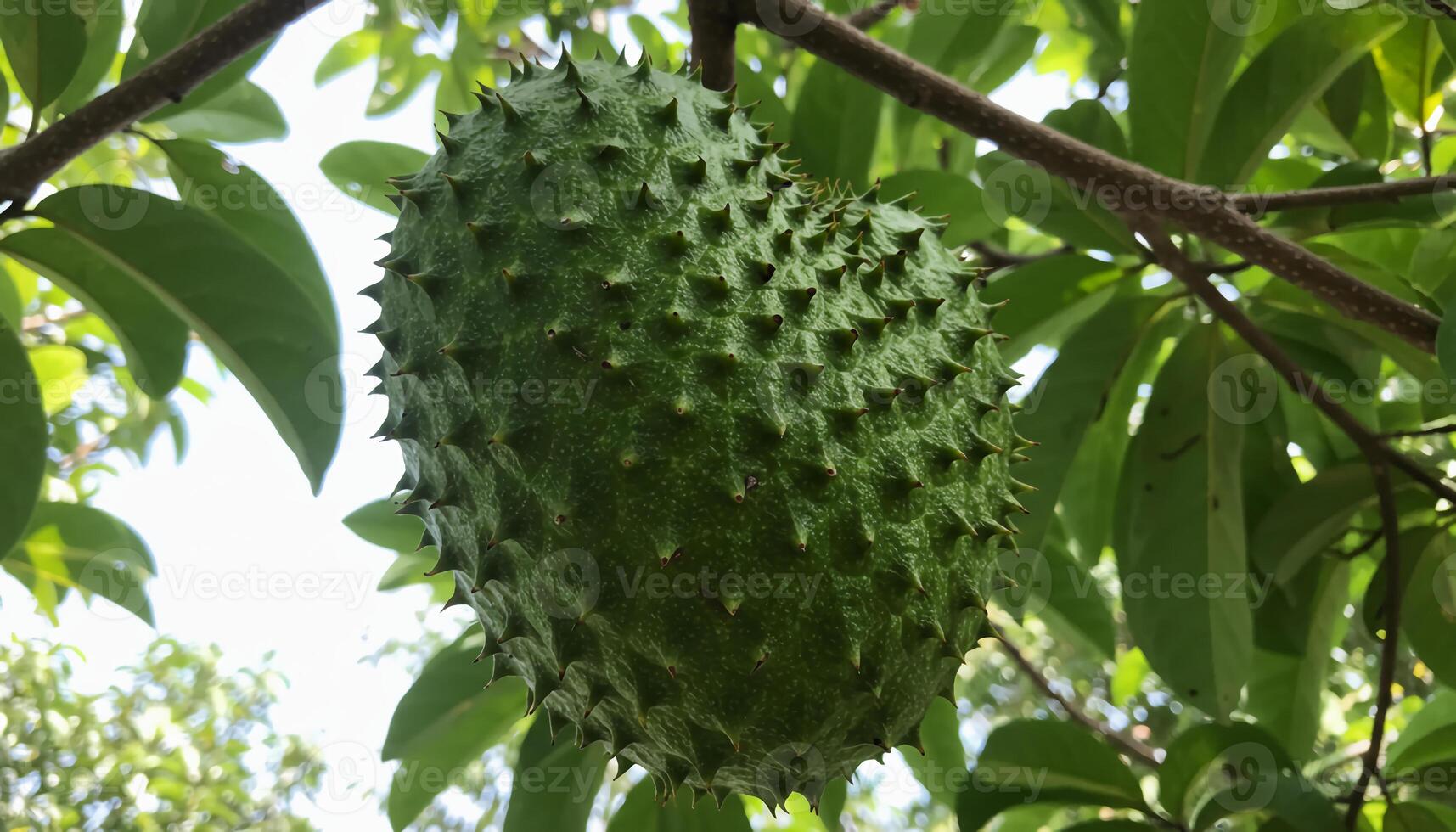 Close-up of ripe soursop hanging from tree with textured green spiky skin and lush leaves in tropical plantation photo