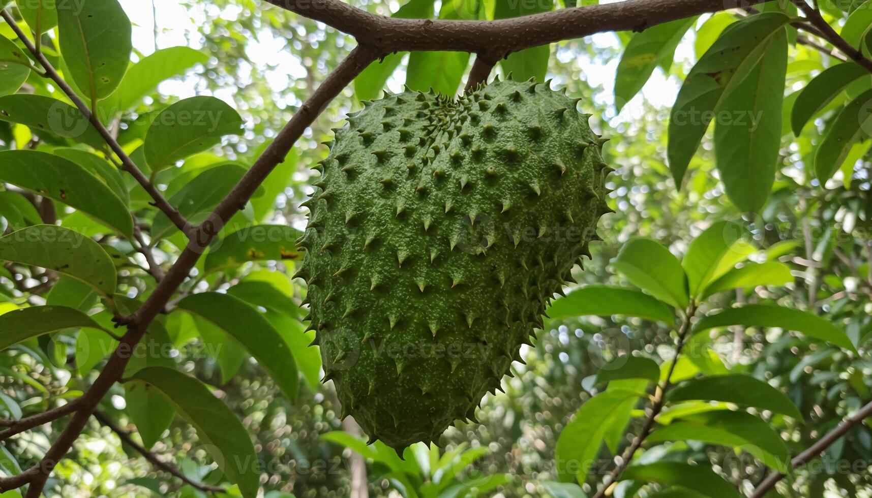 Ripe soursop hanging from tree with textured green spiky skin surrounded by lush leaves in tropical agricultural scene photo