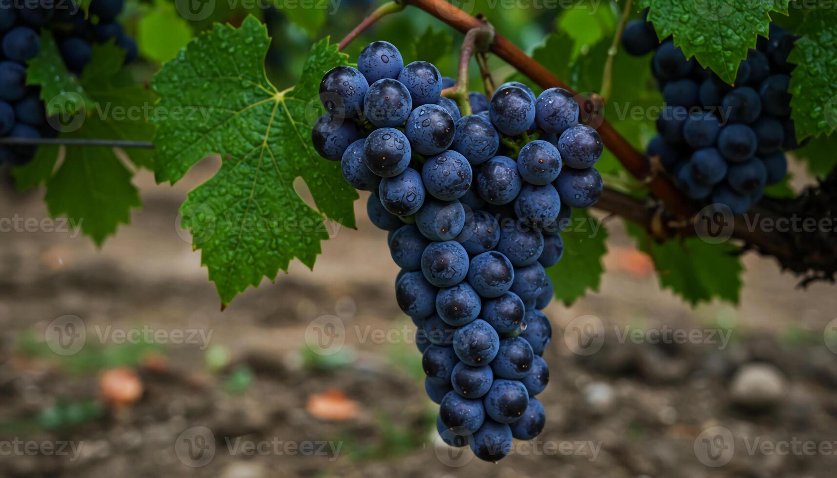 Ripe dark purple grapes with glossy surface hanging from vine with green leaves in fresh vineyard landscape photo
