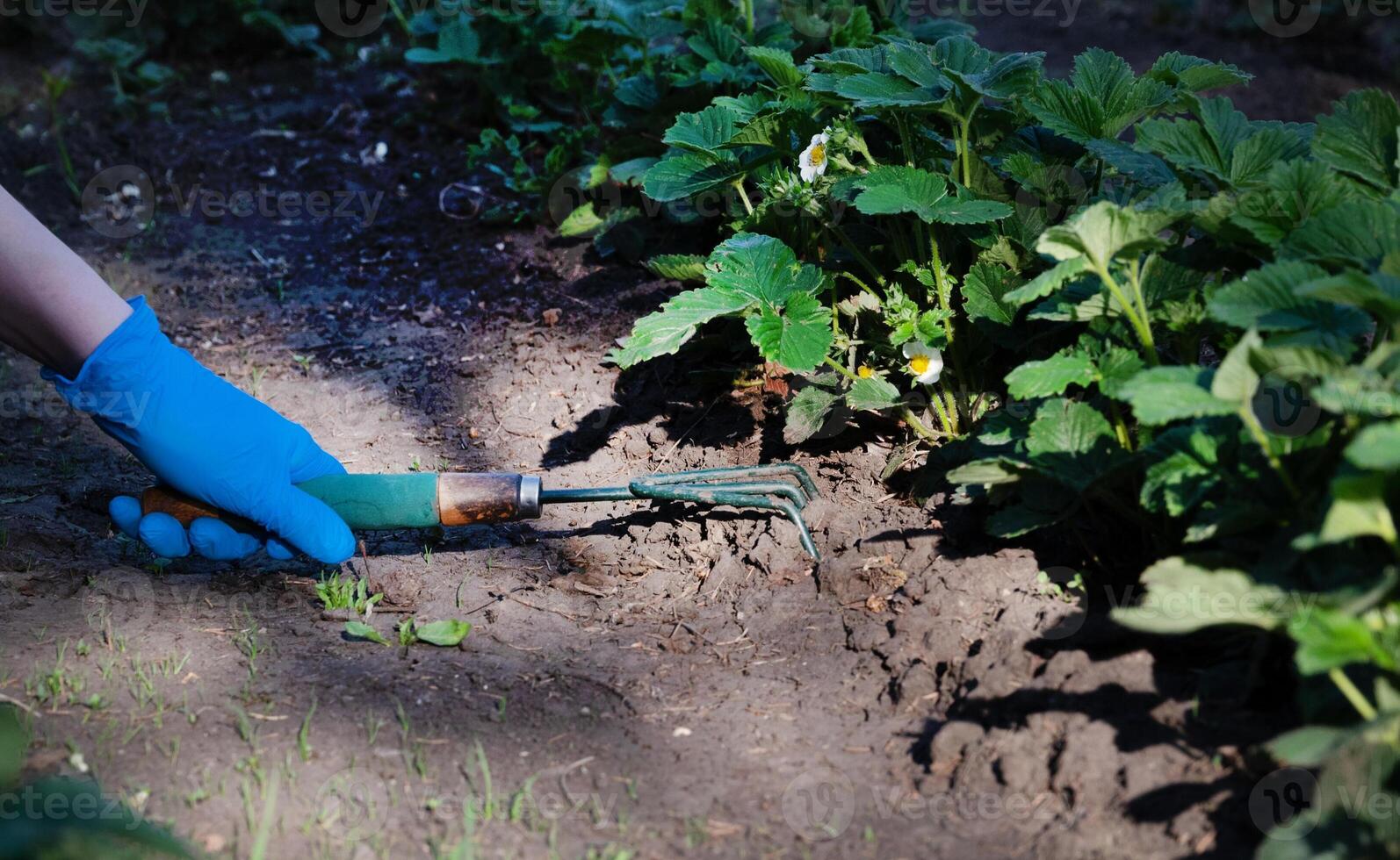 A gardener spuds strawberry beds with a rake on a sunny day ina plant photo