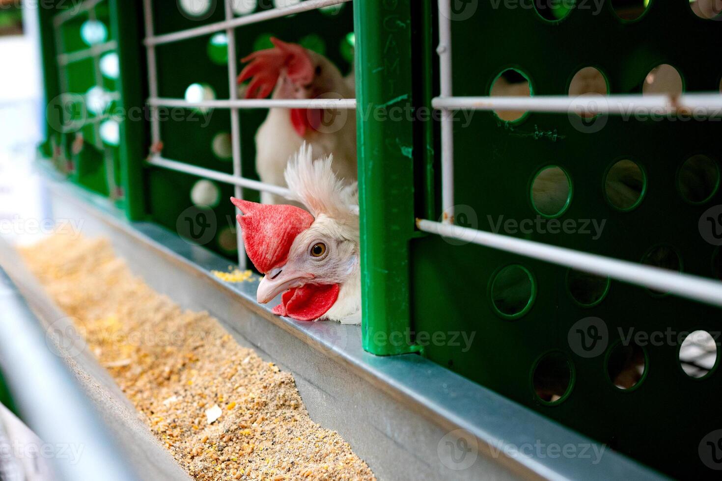 Breeding roosters for meat feed inside the breeding area of a poultry farm, in Brazil. Brazilian poultry production is one of the most respected poultry industries in the world. photo