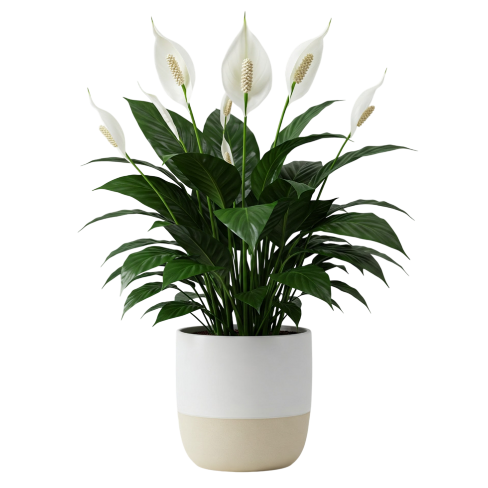 Peace lily plant in white pot png