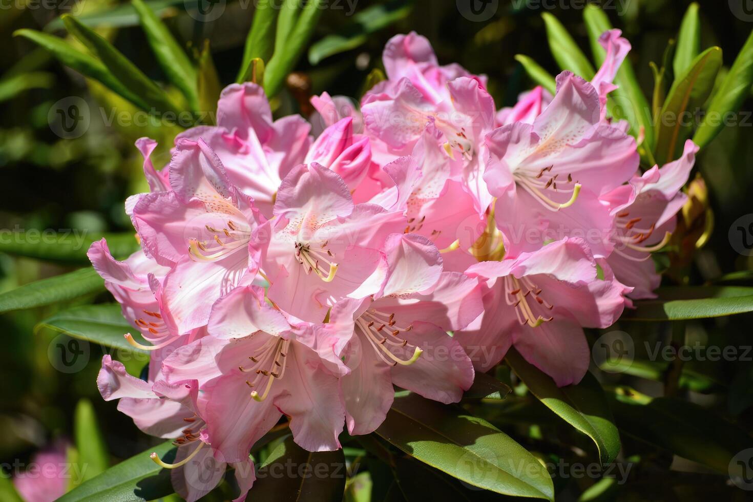 A beautiful cluster of pink rhododendron flowers blooming in natural light and green leaves. photo