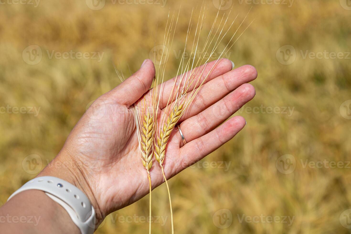 Hand touching golden ripe ears of oats in an oat field. Harvest time. photo