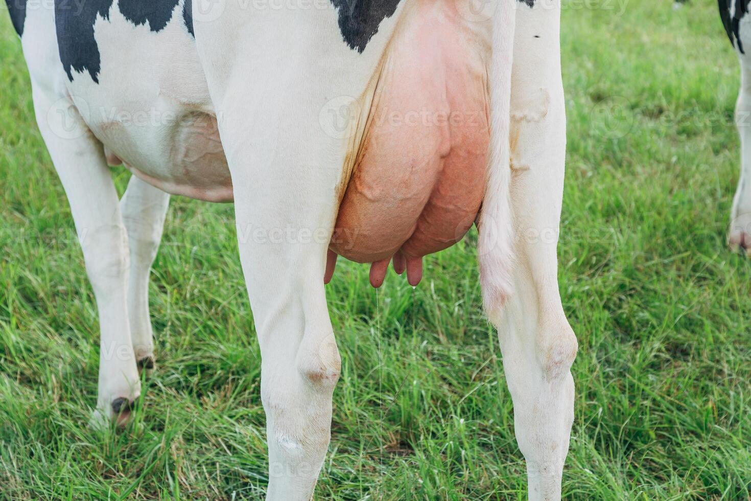 The udder of holstein cows on the farm in the stall photo