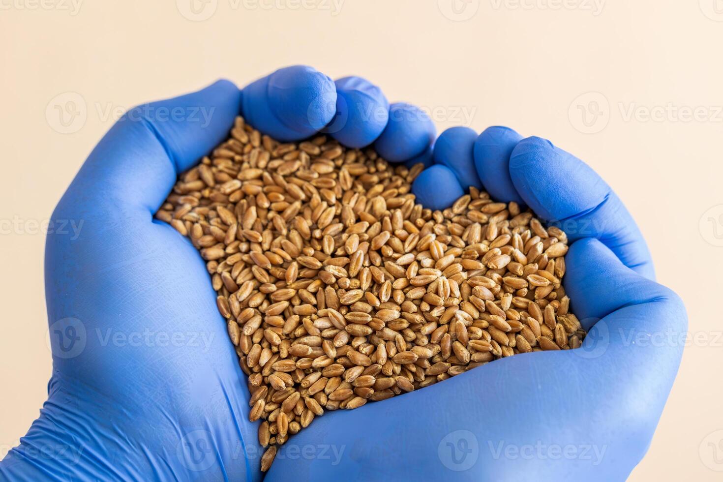 Close-up of a handful of wheat seeds in hands photo