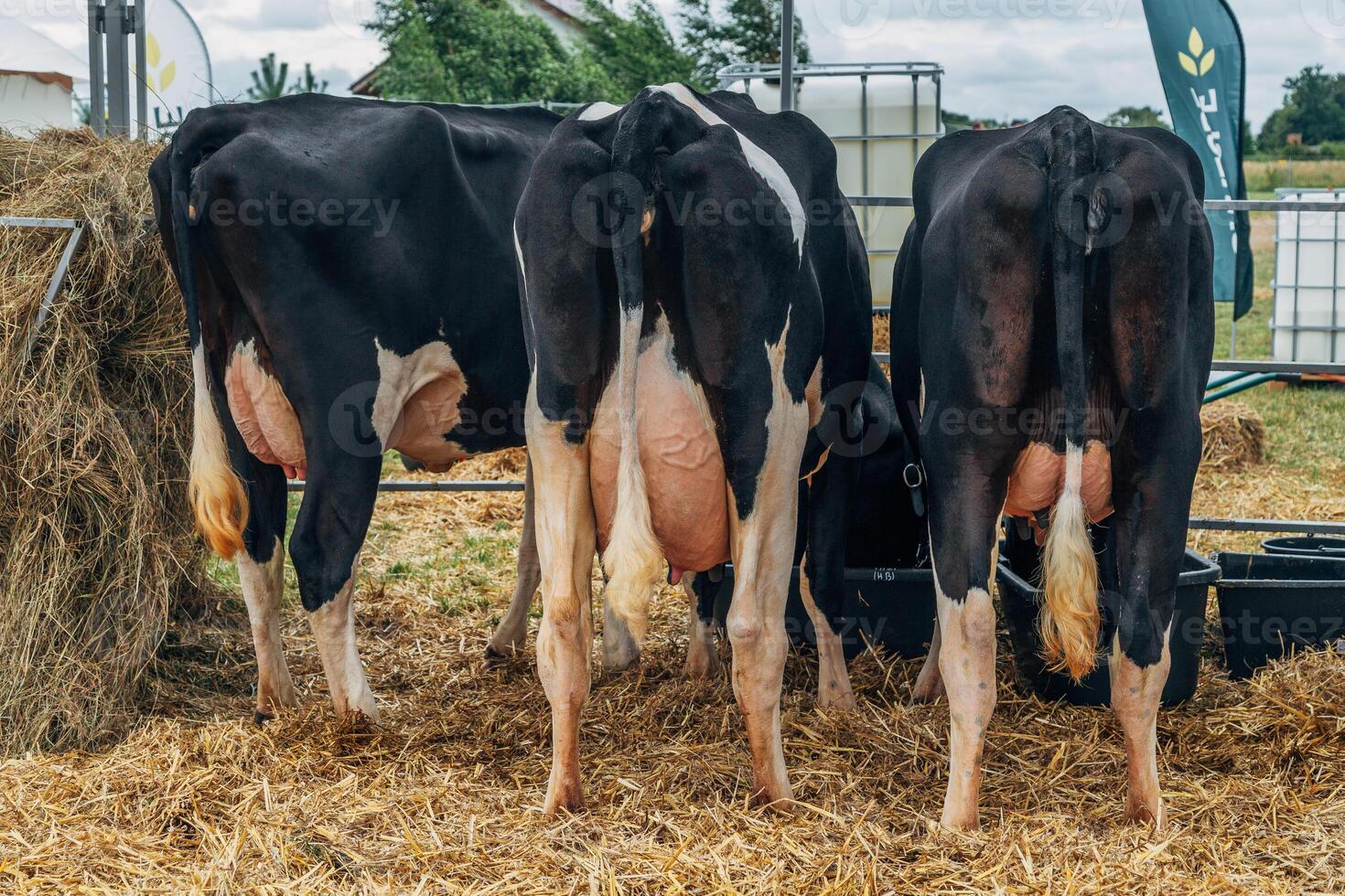 Udder of holstein cows on a farm in a stall photo