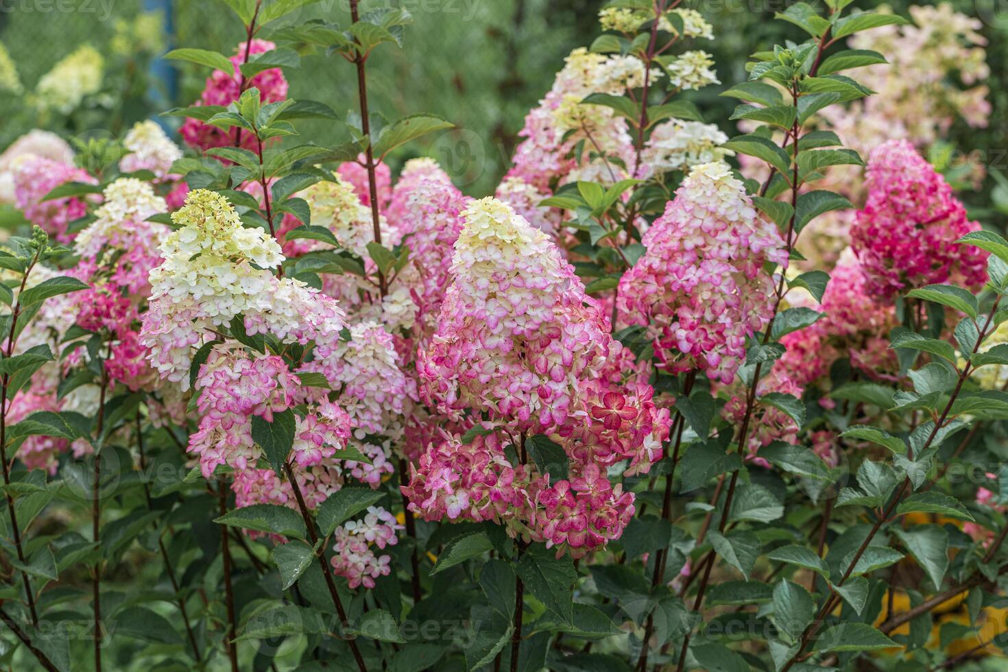Hydrangea paniculata sort Fraise Melba hydrangea with pink flowers blooms in the garden in summer photo