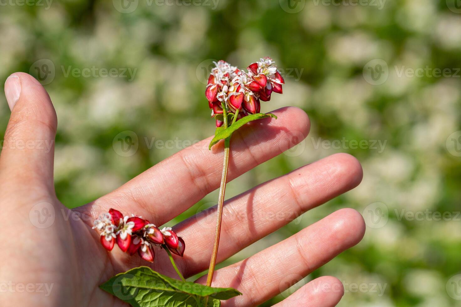 Buckwheat macro with red flowers. Fagopyrum esculentum photo