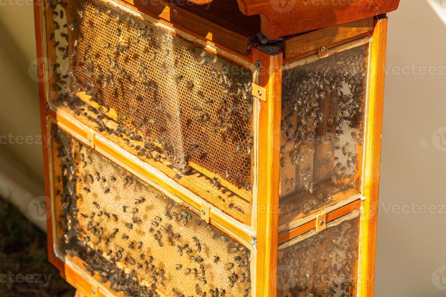 Honey Bees. Honey Bee hive with comb honey and wax in a display behind glass. photo