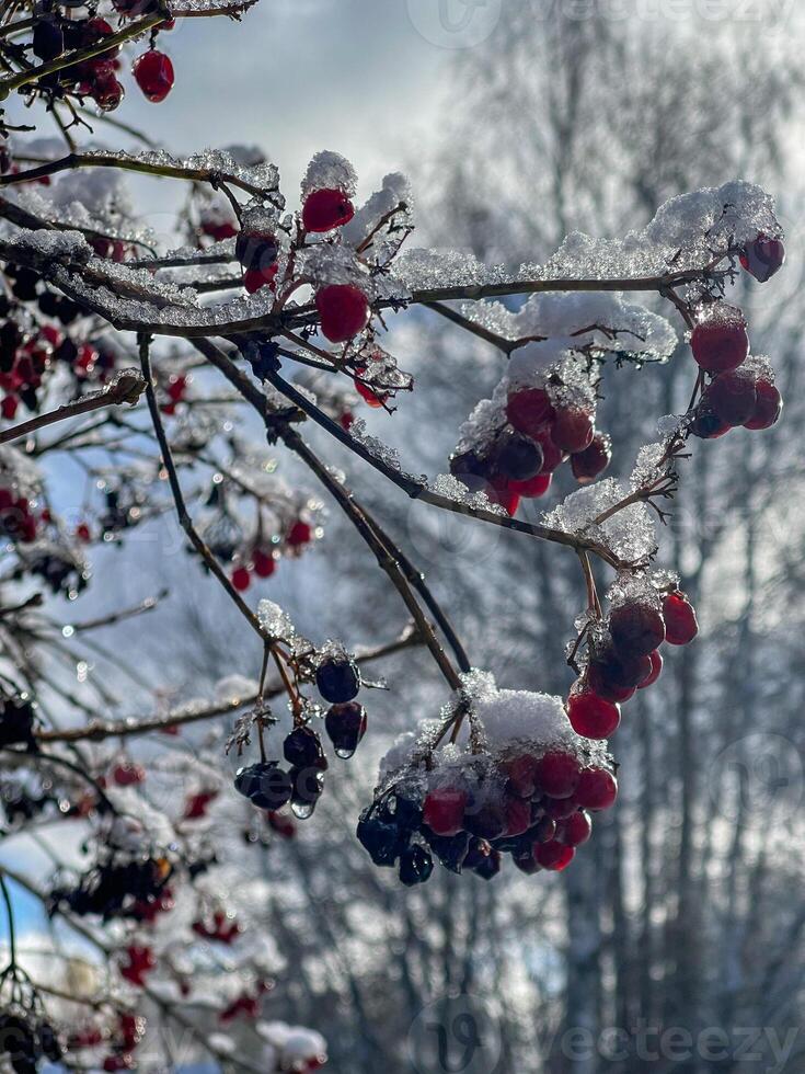 Red berries covered with ice on tree branch photo