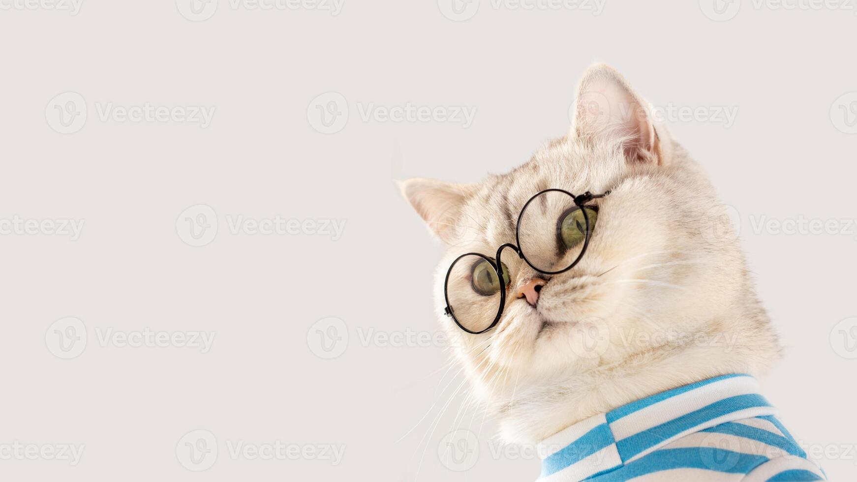 Cute white cat with glasses and striped T-shirt, looking sideways, bottom-up view photo