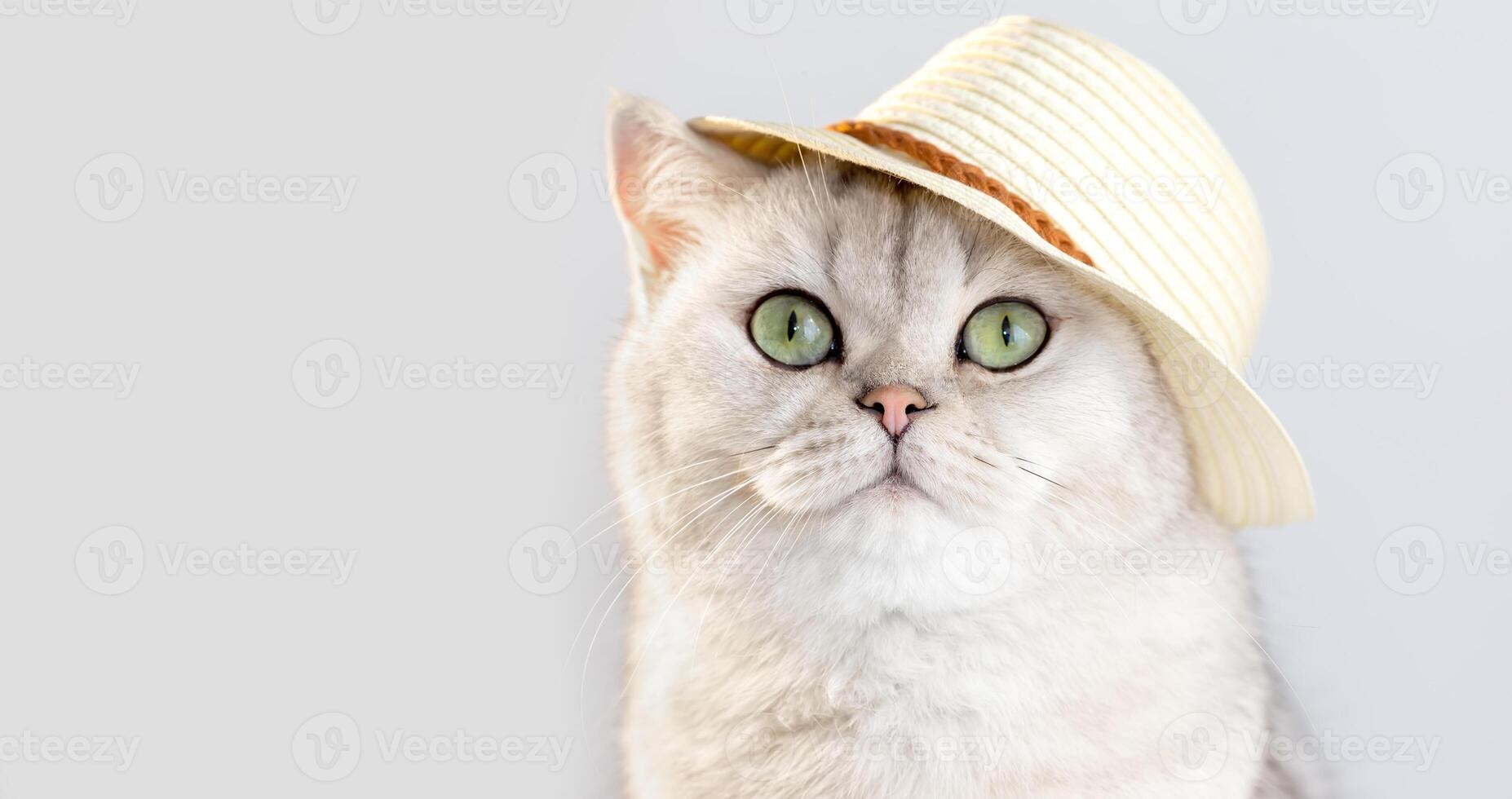 Portrait of a cute white cat, sitting in a straw hat, on a white background photo