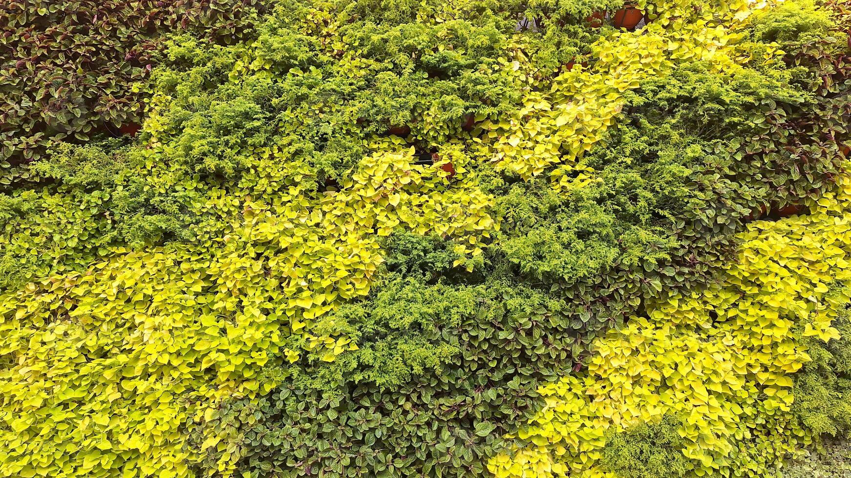 Lush vertical garden with diverse green foliage and vivid textures photo