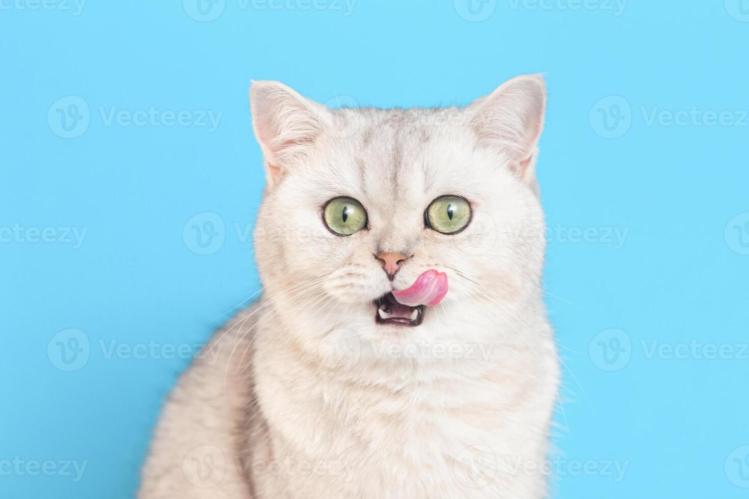 Close-up of a funny white British cat licking his lips on a blue background. photo