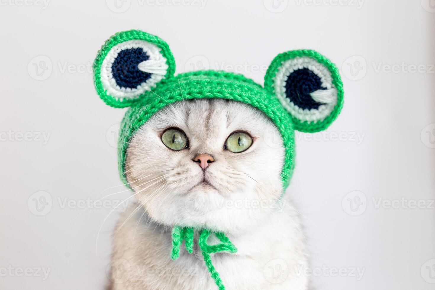 a funny white cat sitting in a green knitted hat in the form of a frog photo