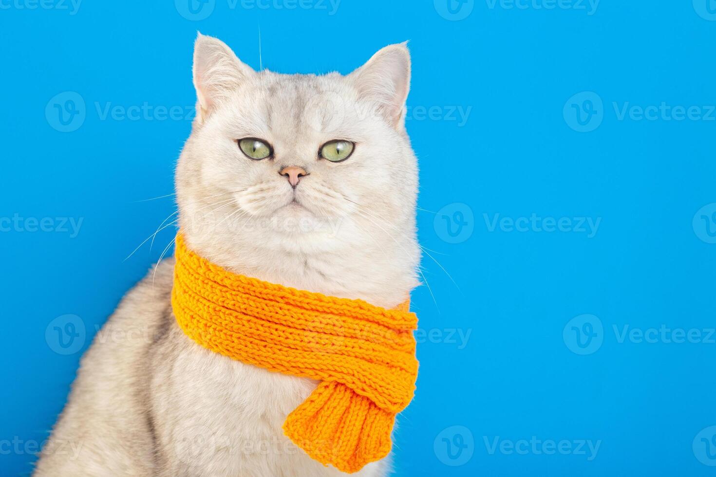 white cat sitting in an orange knitted scarf on a blue background. photo