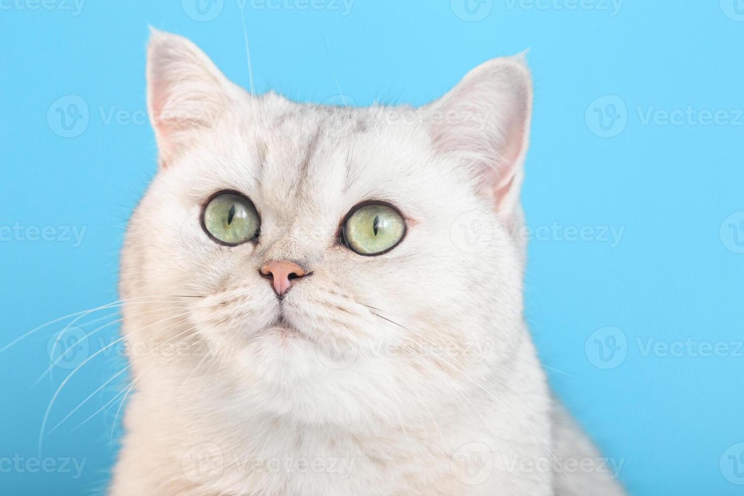 Portrait of an beautiful white cat on a blue background, looks at away, photo