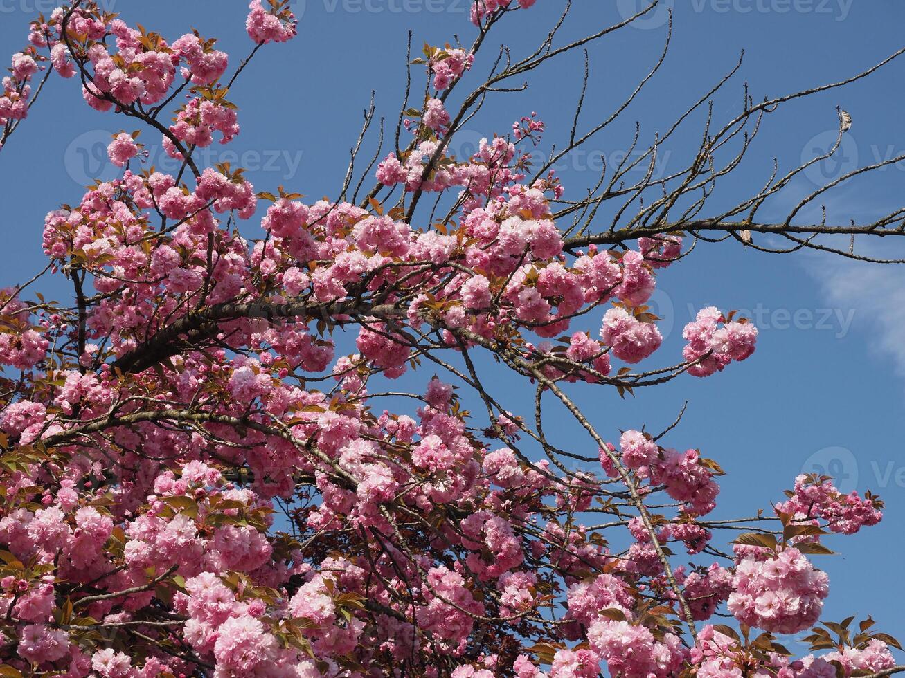 prunus kanzan cherry tree photo