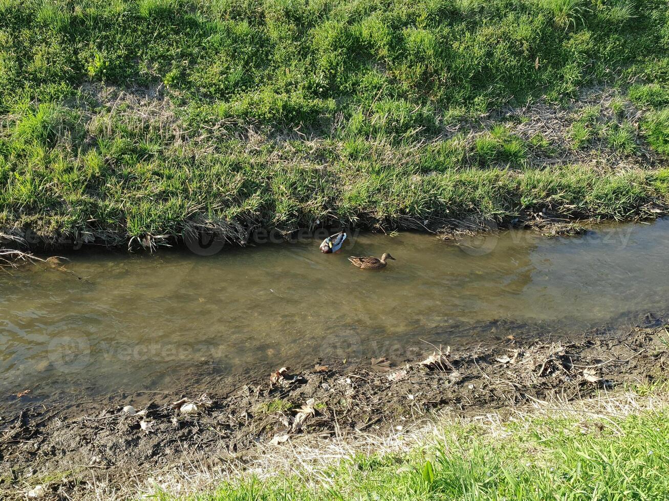 mallard ducks swimming in canal photo