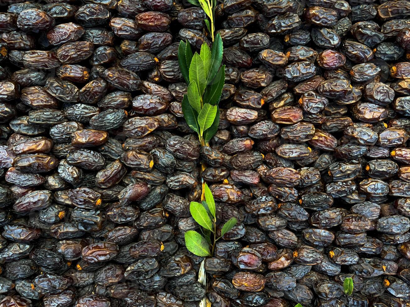 Abundant dried dates display with central green leaves emphasis photo