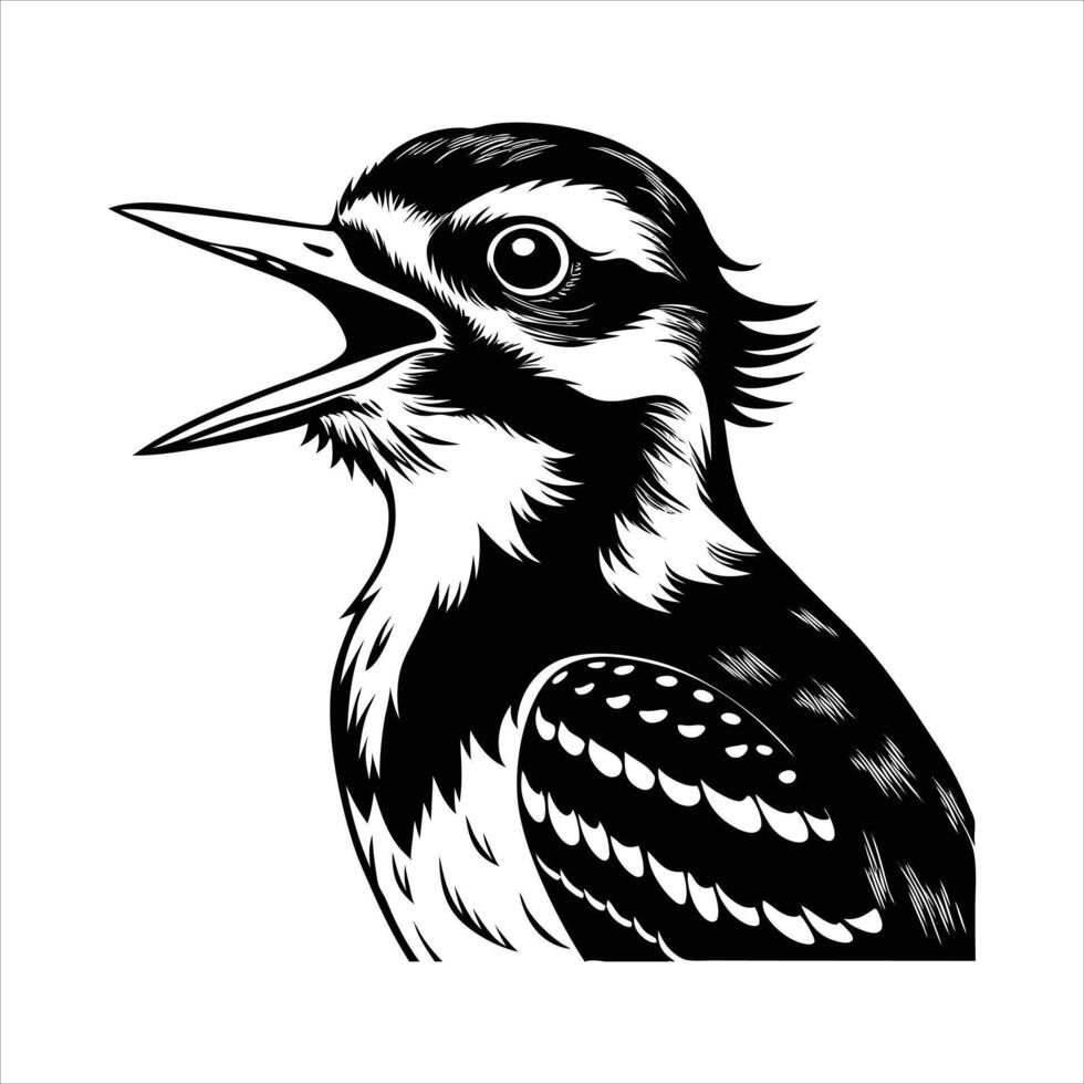 Woodpecker Close Up vector