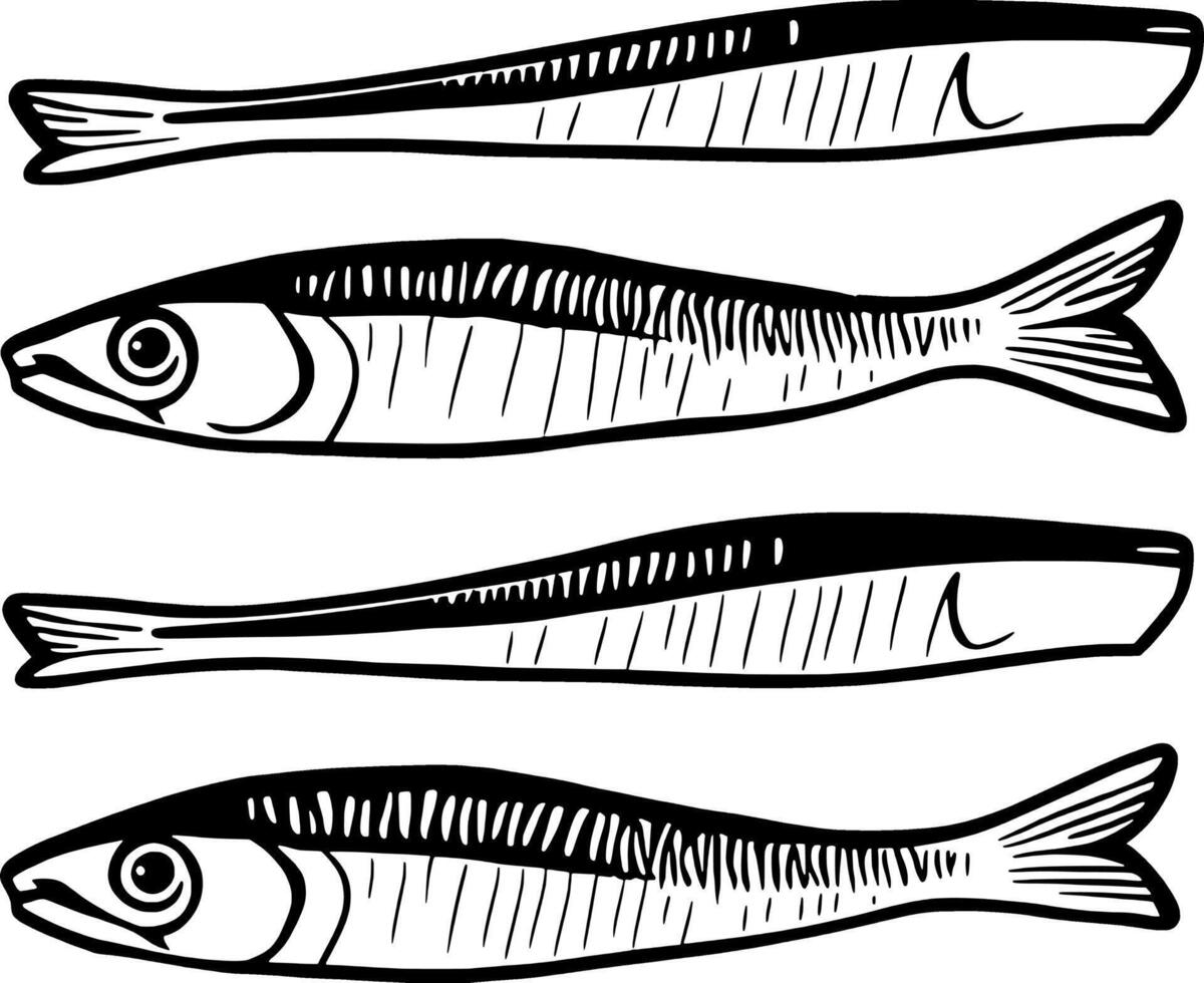 Collection Of Four Detailed Line Drawings Of Small Fish vector