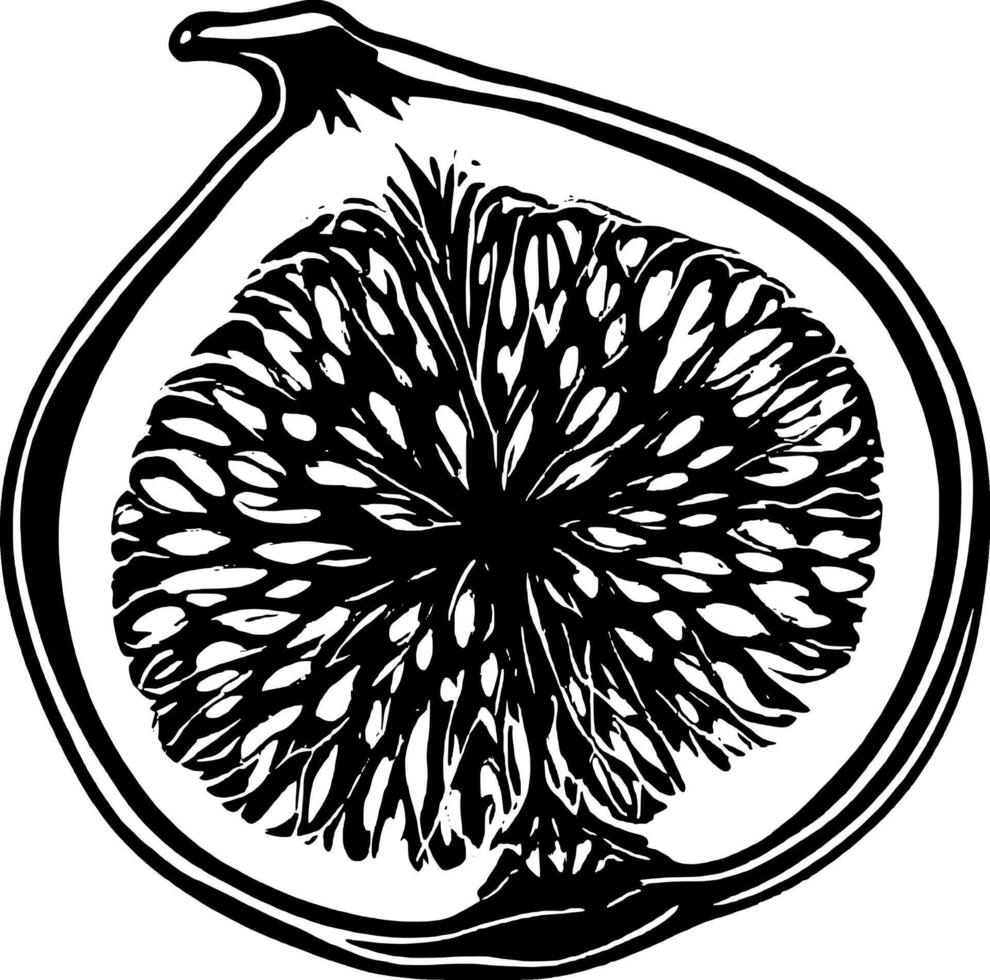 Artistic Depiction Of A Fig Fruit Cut In Half With Visible Seeds And Outer Skin On vector