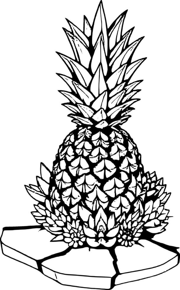 Elegant Pineapple With Succulents on Cracked Surface Artistic Black and White Illustration vector