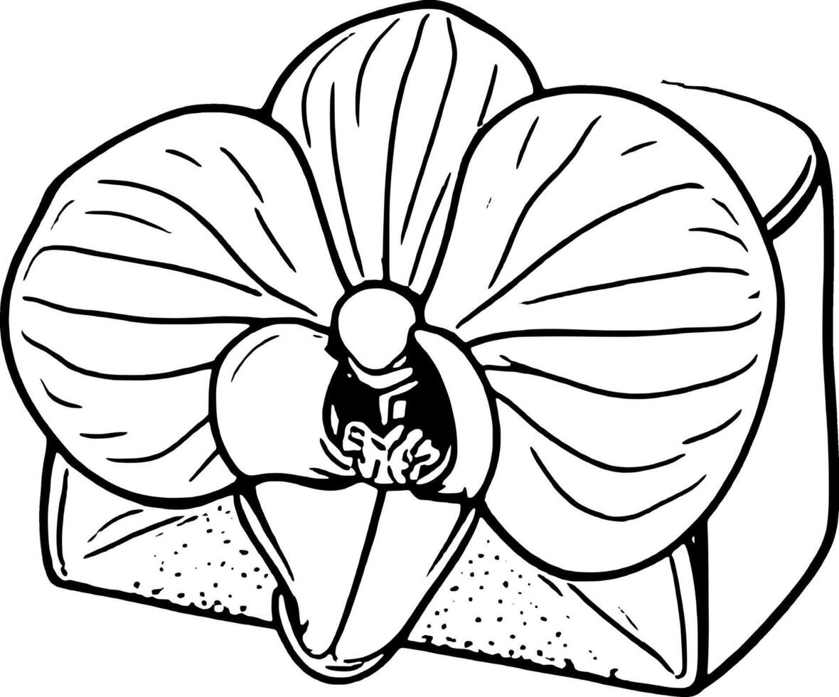 Elegant Monochrome Orchid Blossom in Artistic Line Drawing Style on vector