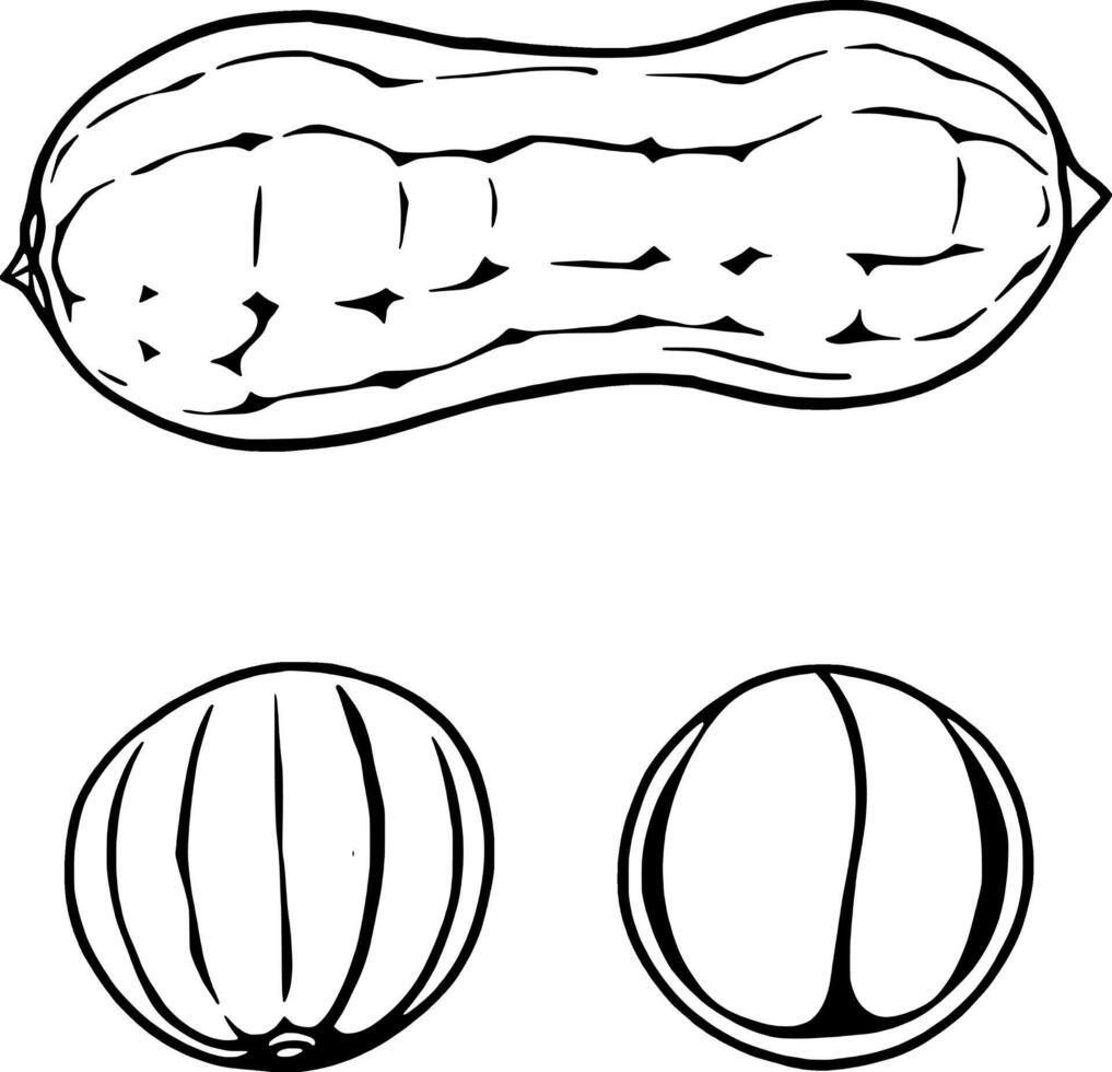 A Detailed Line Drawing Of A Single Round Pumpkin vector
